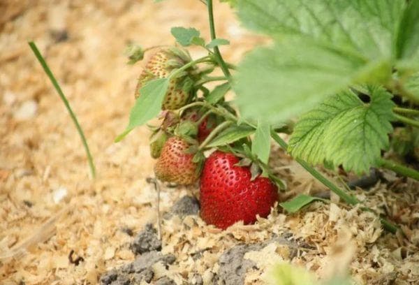 Mulchen der Erdbeeren mit Sägespänen