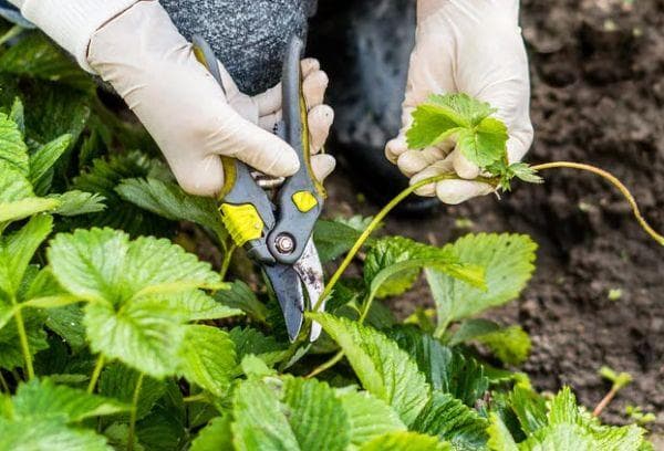 Entfernen der Ausläufer bei Erdbeeren