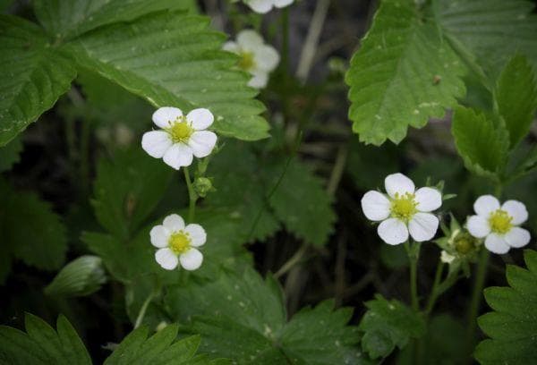 Erdbeerblüten