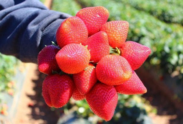 Reife Erdbeeren