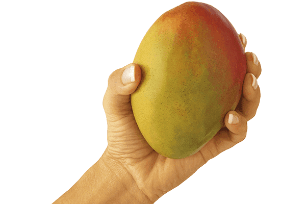 Mangofrucht in der Hand