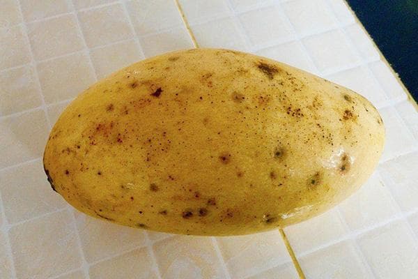 Verdorbene Mango