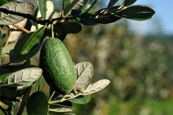 Fruchtbildung der Feijoa