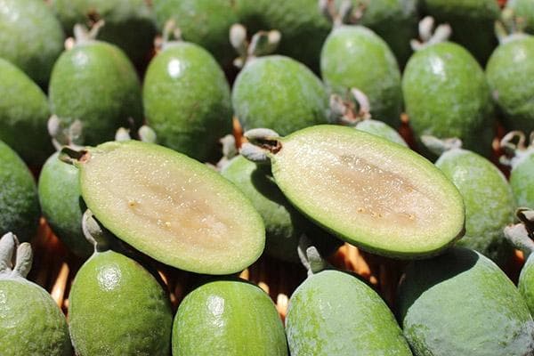 Feijoa-Frucht im Querschnitt