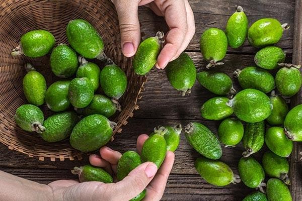 Kleine Feijoafrüchte