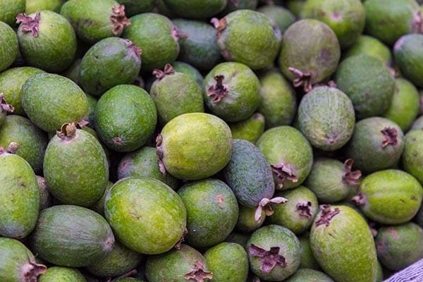 Feijoa-Ernte