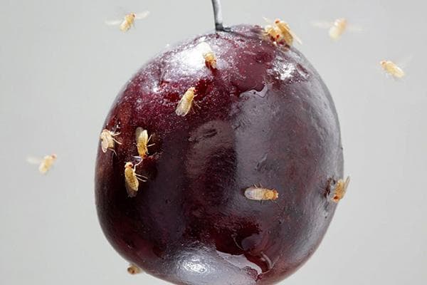 Fruchtfliegen