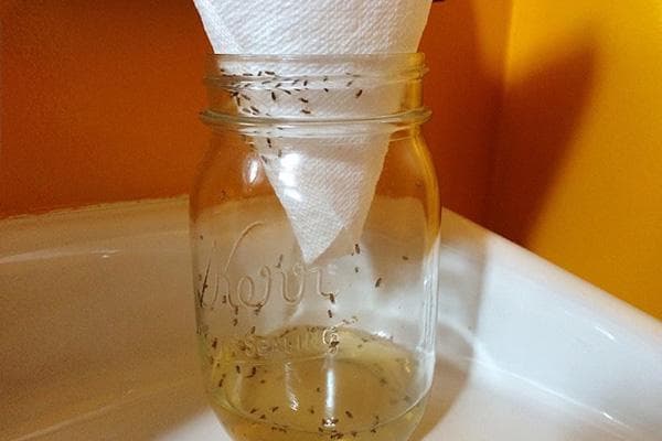 Falle für Trauermücken aus einem Glas und einem Papiertrichter