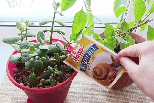 Zimt gegen Mücken in Blumentöpfen