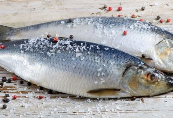 Gesalzener Fisch