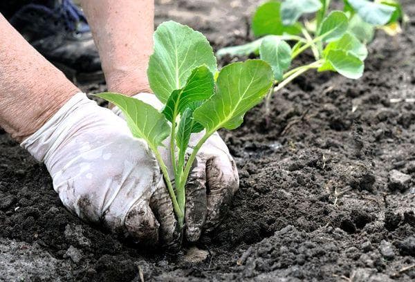 Pflanzung von Blumenkohl