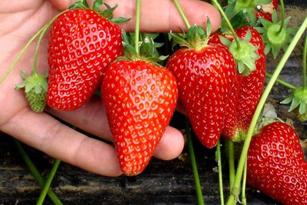 Erdbeeren im Beet