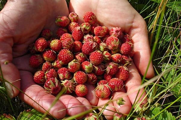 Eine Handvoll Walderdbeeren