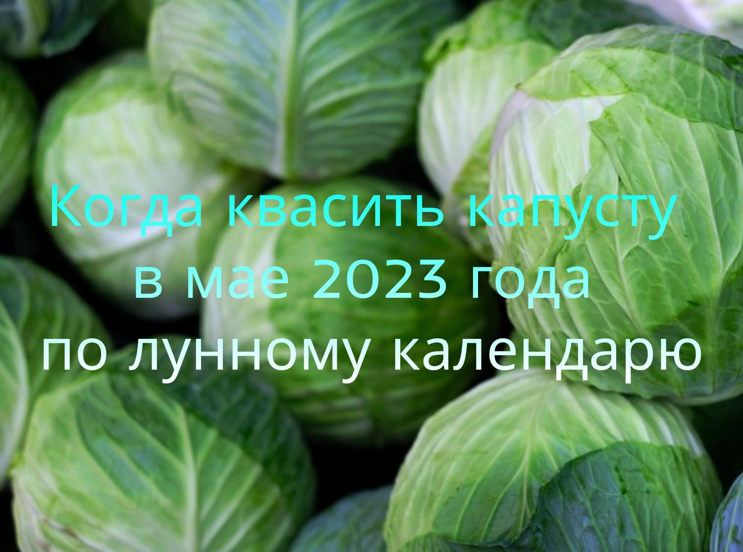Wann soll man im Mai 2023 nach dem Mondkalender Sauerkraut einlegen?