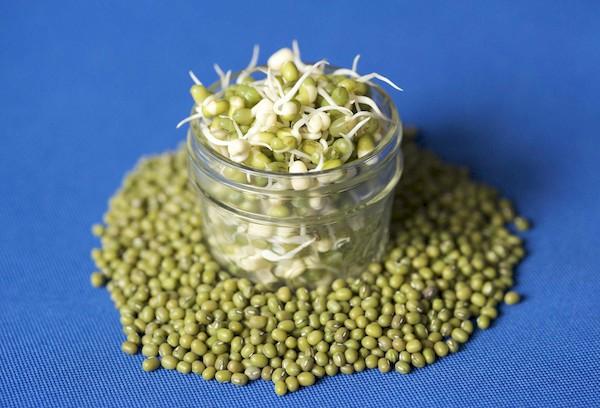Microgreen aus Mungbohnen