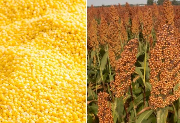 Hirse und Sorghum