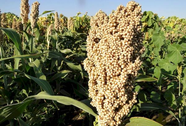 Sorghum-Getreide
