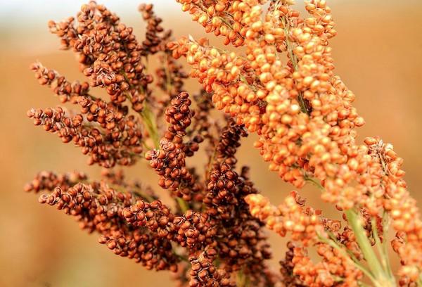Sorghum-Getreide 7