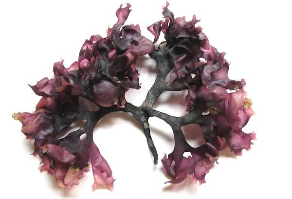 Carrageen (Irisches Moos)