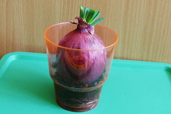 Keimen einer Zwiebel im Glas