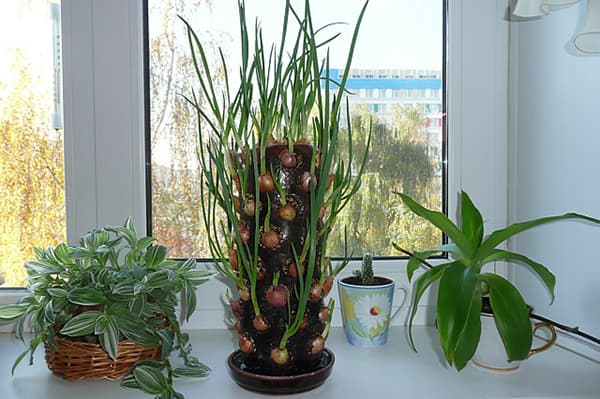 Originelle Methode des Zwiebelanbaus auf der Fensterbank