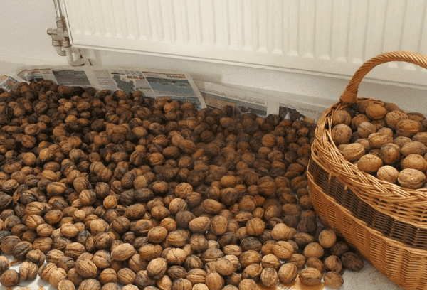 Walnüsse in der Wohnung