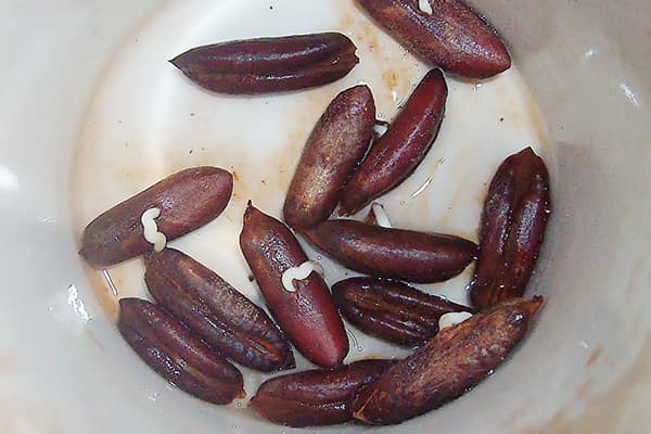 Gekeimte Dattelkerne