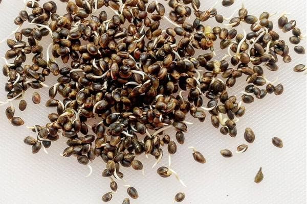 Keimen von Hanfsamen für die Ernährung