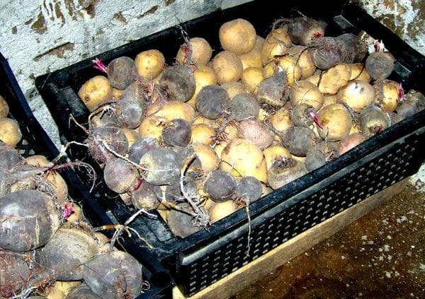 Lagerung von Roter Bete in Kartoffeln