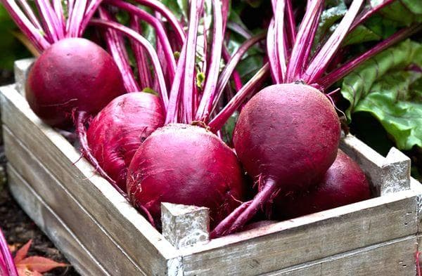 Rote Bete in der Kiste
