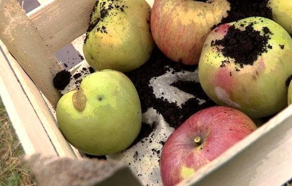 Äpfel in der Erde lagern