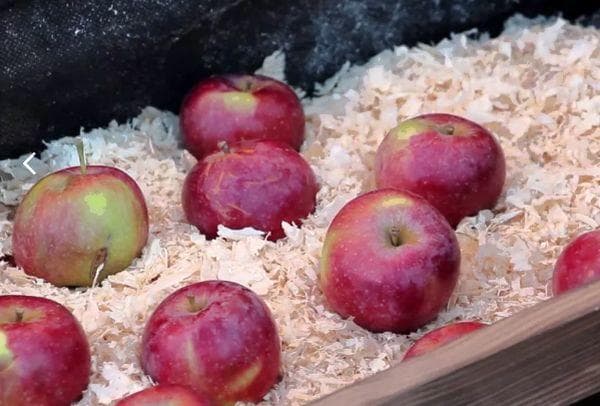 Lagerung von Äpfeln in Sägespänen