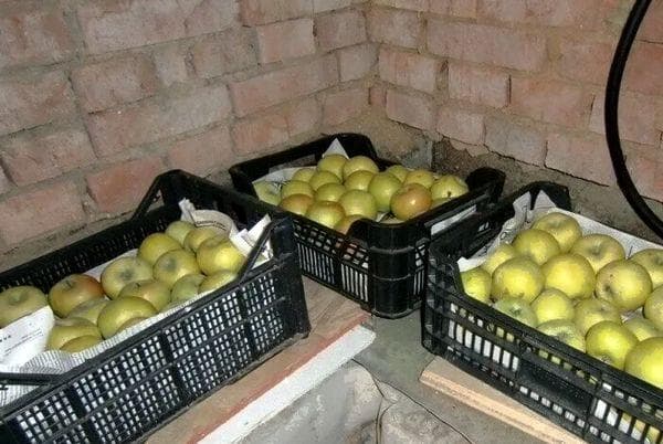 Kisten mit Äpfeln im Keller