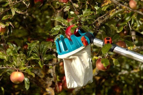 Äpfel vom Baum pflücken