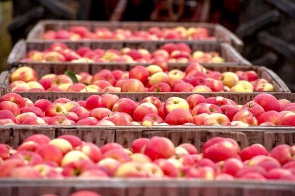 Obstlager für Äpfel