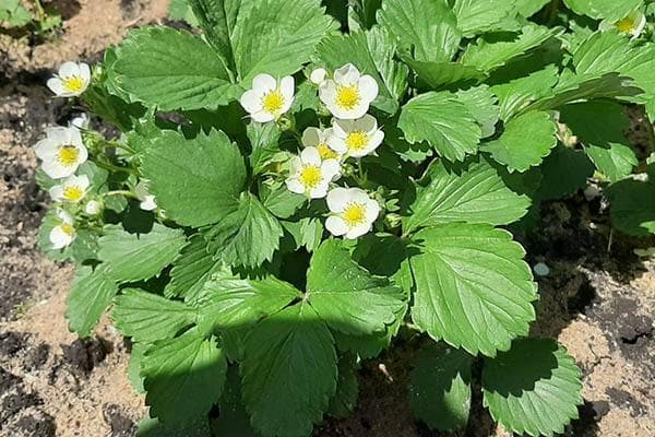 Erdbeerblüte – 5 wichtige Maßnahmen für eine gute Ernte