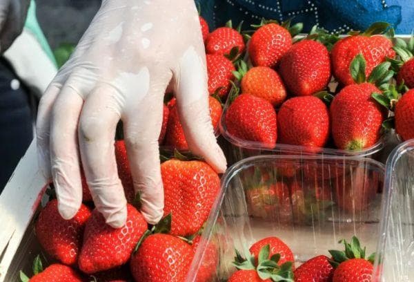 Erdbeeren kaufen