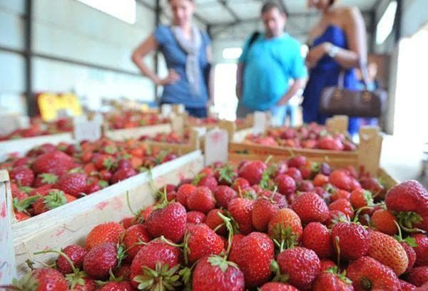 Erdbeeren im Lager