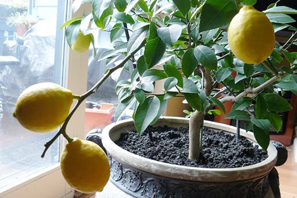 Zitronenbaum im Topf