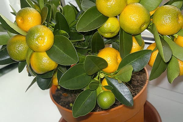 Fruchtbildung der aus einem Kern gezogenen Mandarine