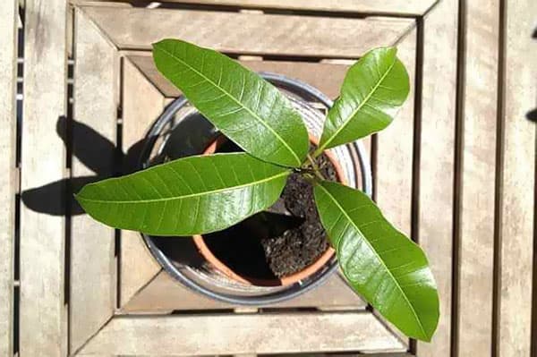 Mango im Topf anbauen