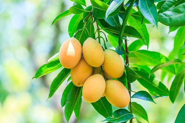 Früchte am Mangobaum