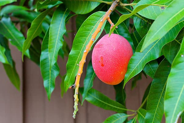 Mangofrucht am Baum
