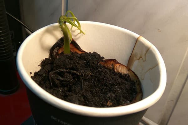 Gekeimter Mangokern im Becher mit Erde