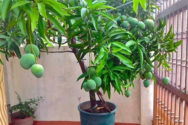 Fruchttragender Mangobaum im Topf