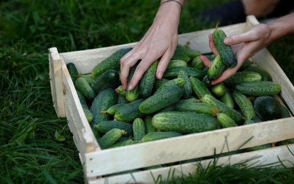 Vorbereitendes Sortieren der Gurken
