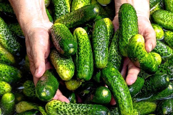 Frische Gurken