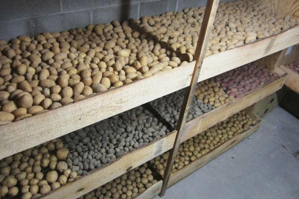Lagerung von Kartoffeln im Keller