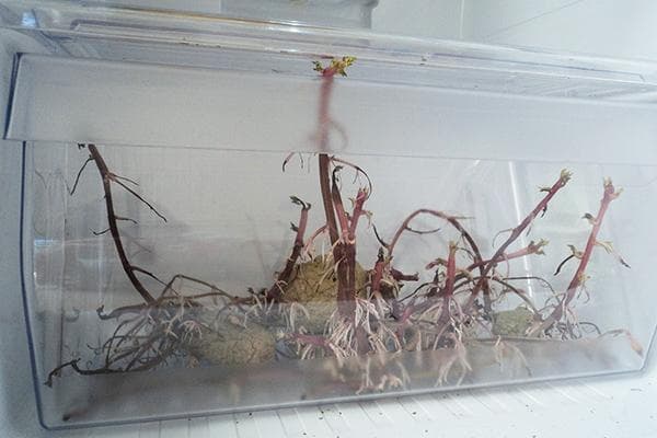 Gekeimte Kartoffeln im Kühlschrank