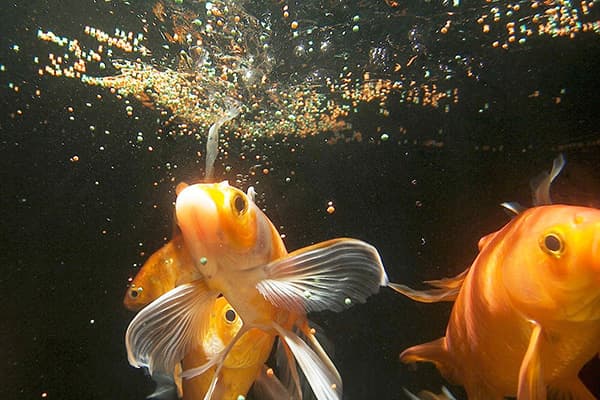 Fütterung der Fische